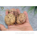 Walnut di Shell 185#, 3.2cm+dari Yunnan